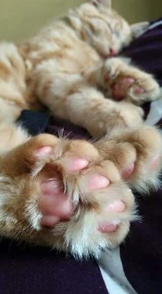 chat polydactyle