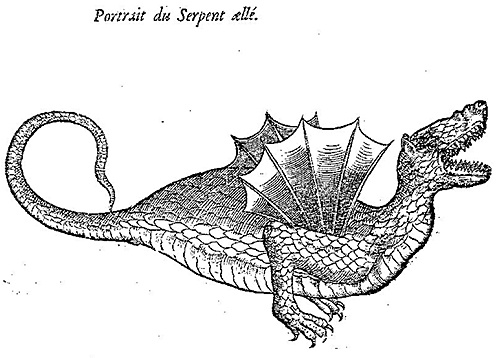"Serpent ailé", Pierre Belon, 1557