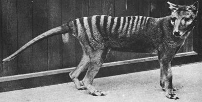 thylacine-zoo04