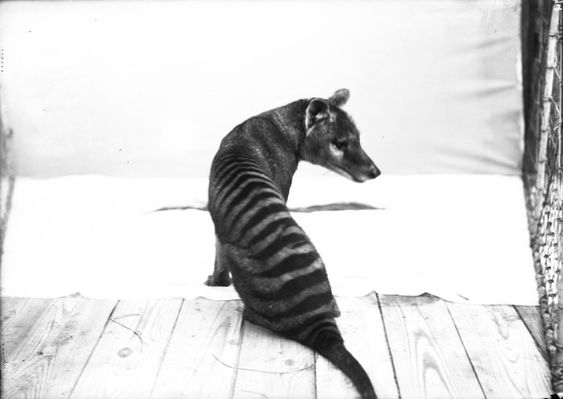 thylacine-zoo07