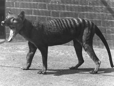 thylacine-zoo17