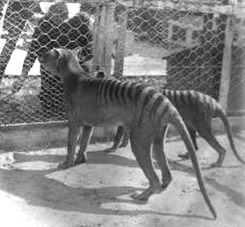 thylacine-zoo31