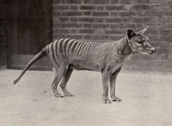 thylacine-zoo36